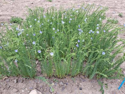 Click for 1 image(s) for this accession.